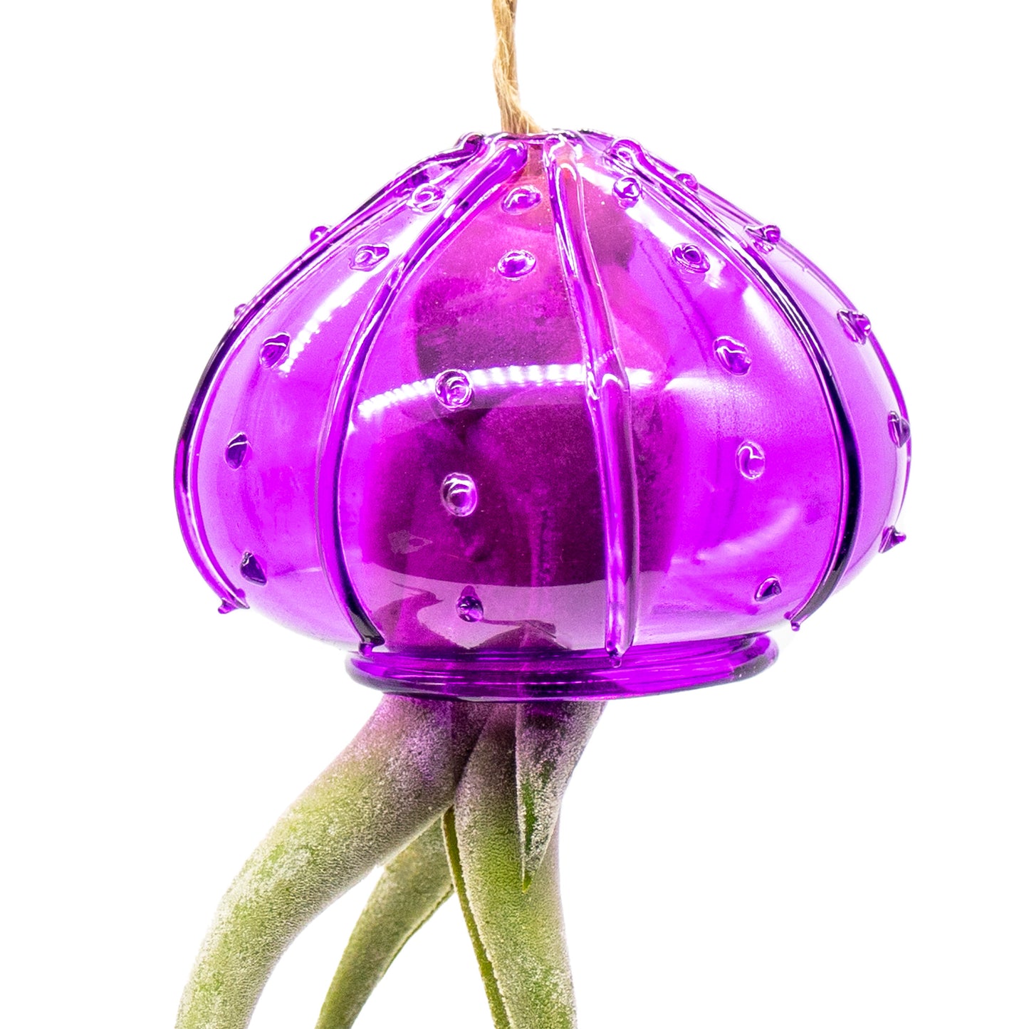 Glass Hanging Jellyfish with Tillandsia Assorted Air Plant - Set of 24