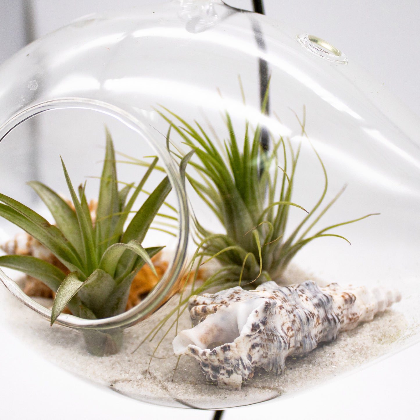 Hanging Air Plant Terrarium with Sea Shells