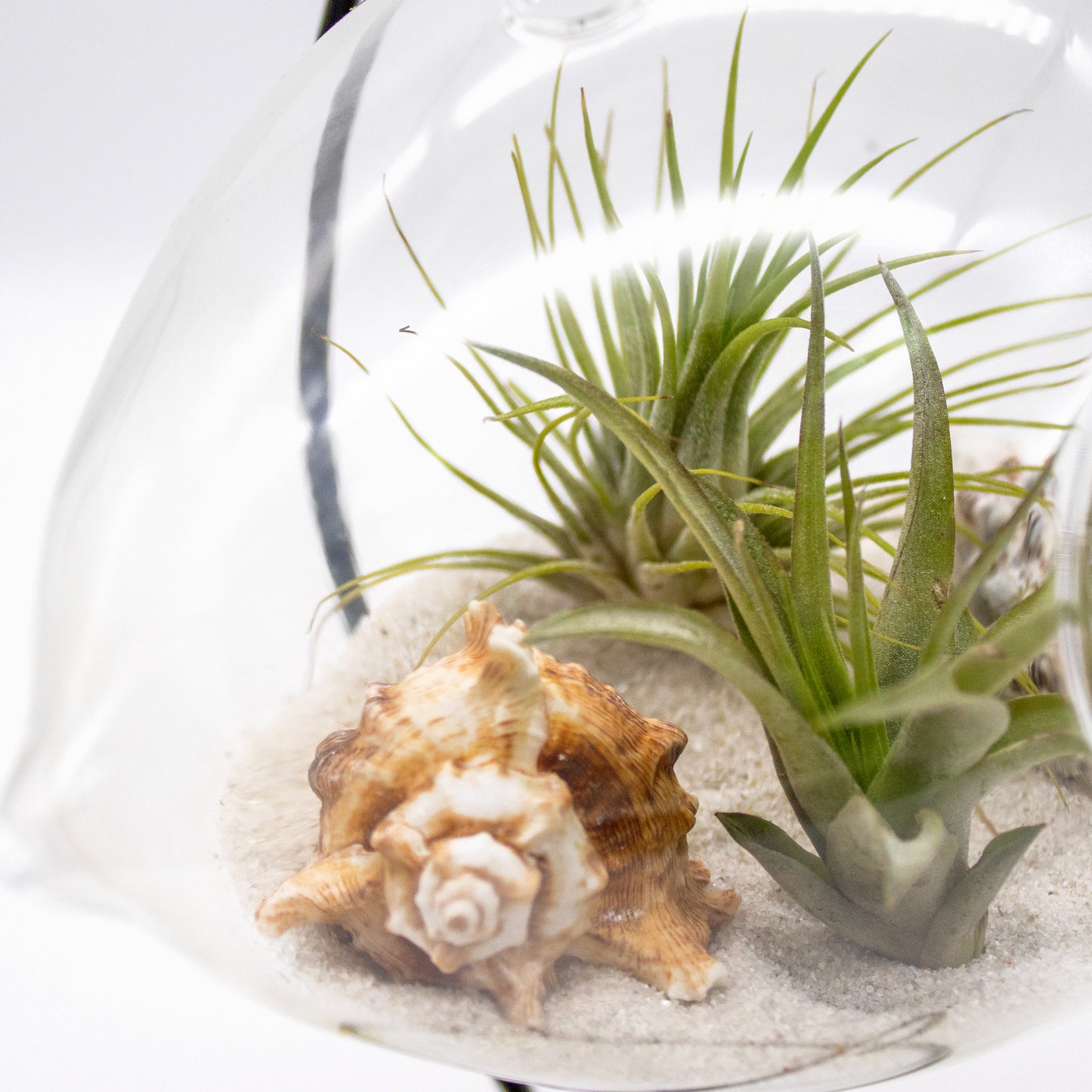 Hanging Air Plant Terrarium with Sea Shells