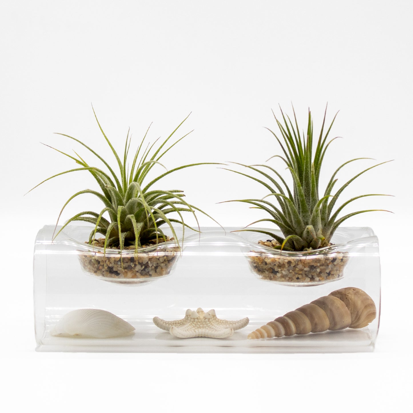 Tillandsia Air Plant Arrangement with Glass Vase and Seashells