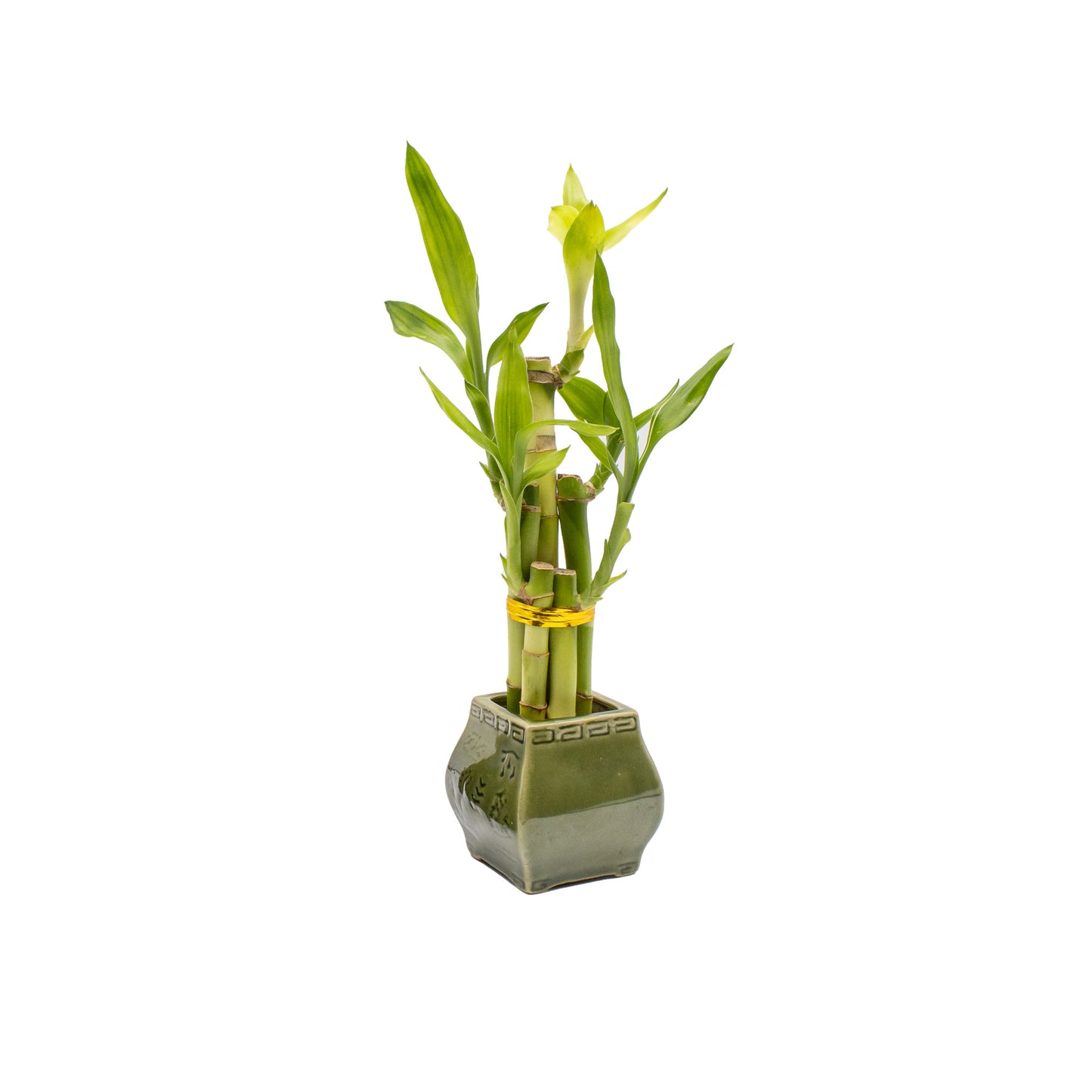 5-Stalk Lucky Bamboo Arrangement and Ceramic Square Vase