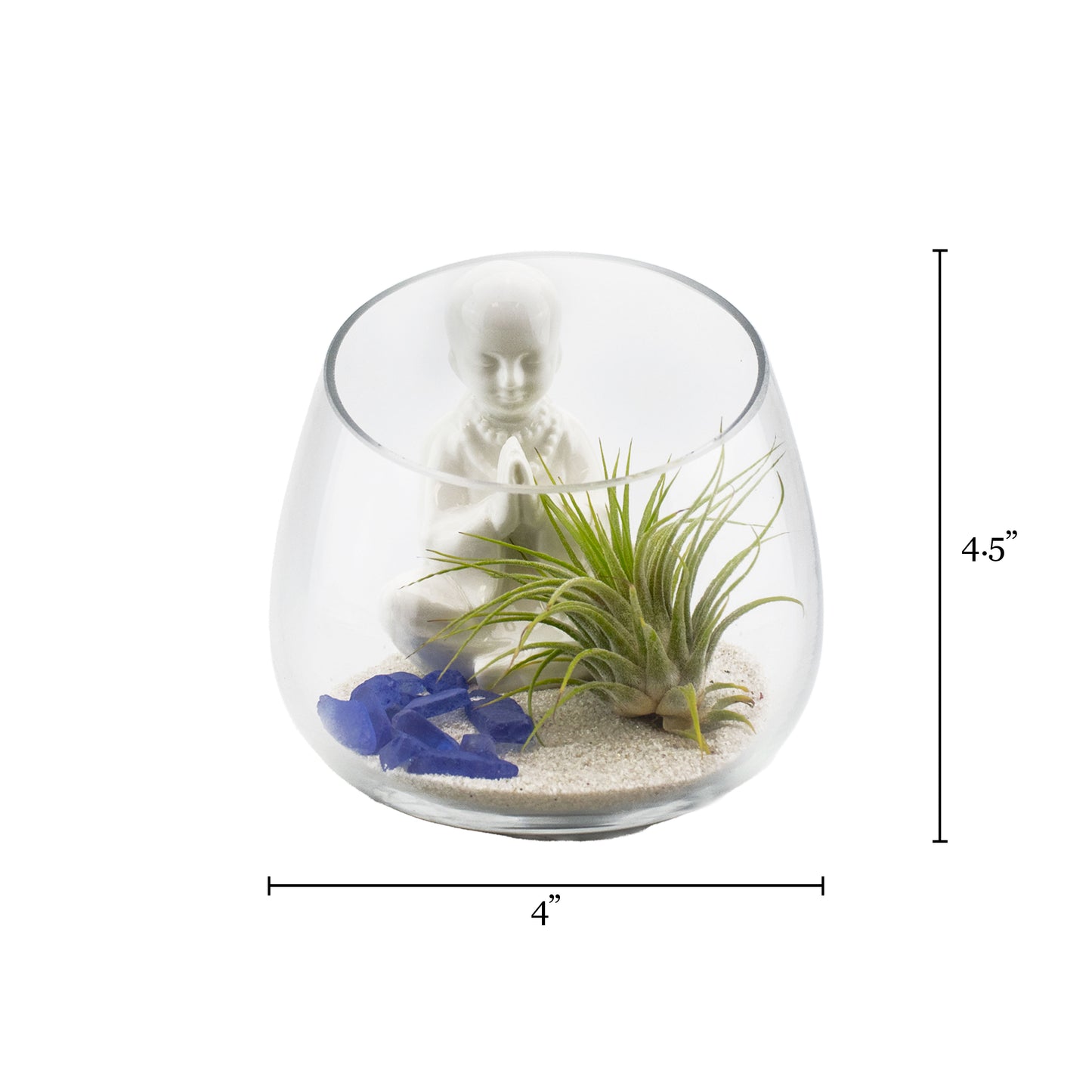 Set of 24 - ZEN Buddha Garden Display with Air Plant Arrangement