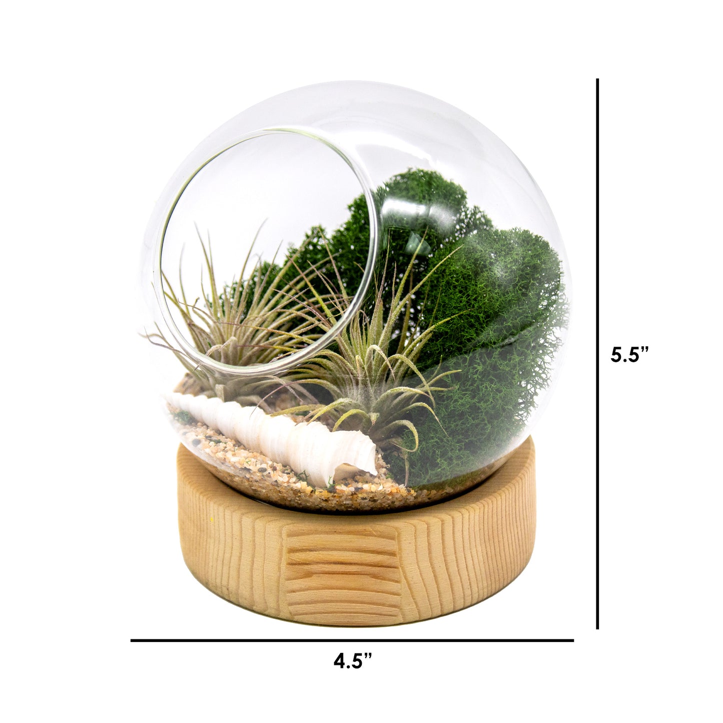 Dome Air Plant Terrarium Kits