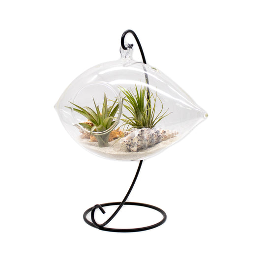 Hanging Air Plant Terrarium with Sea Shells