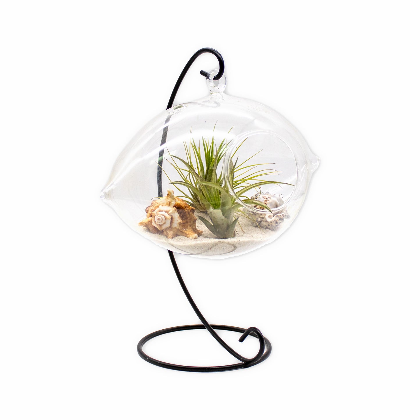 Hanging Air Plant Terrarium with Sea Shells