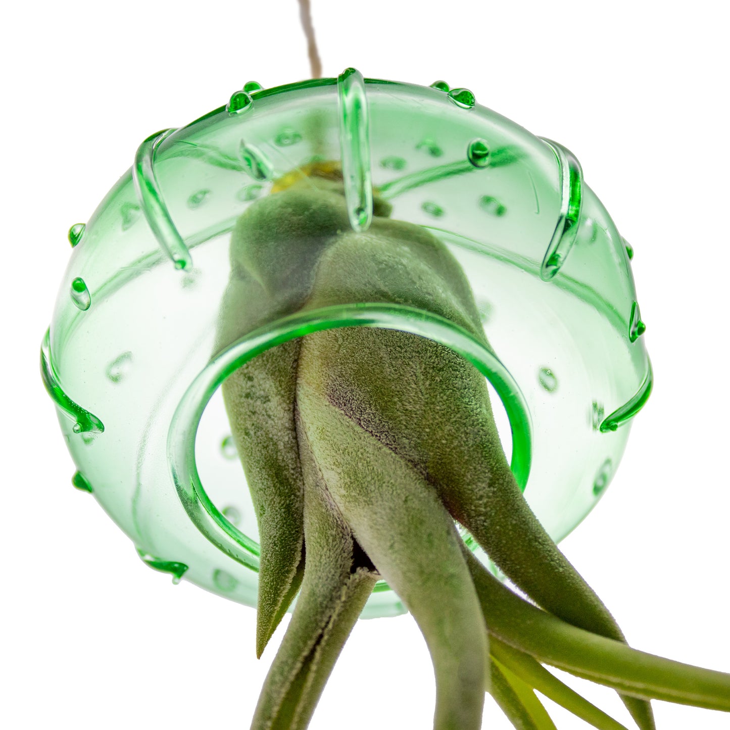 Glass Hanging Jellyfish with Tillandsia Assorted Air Plant - Set of 24