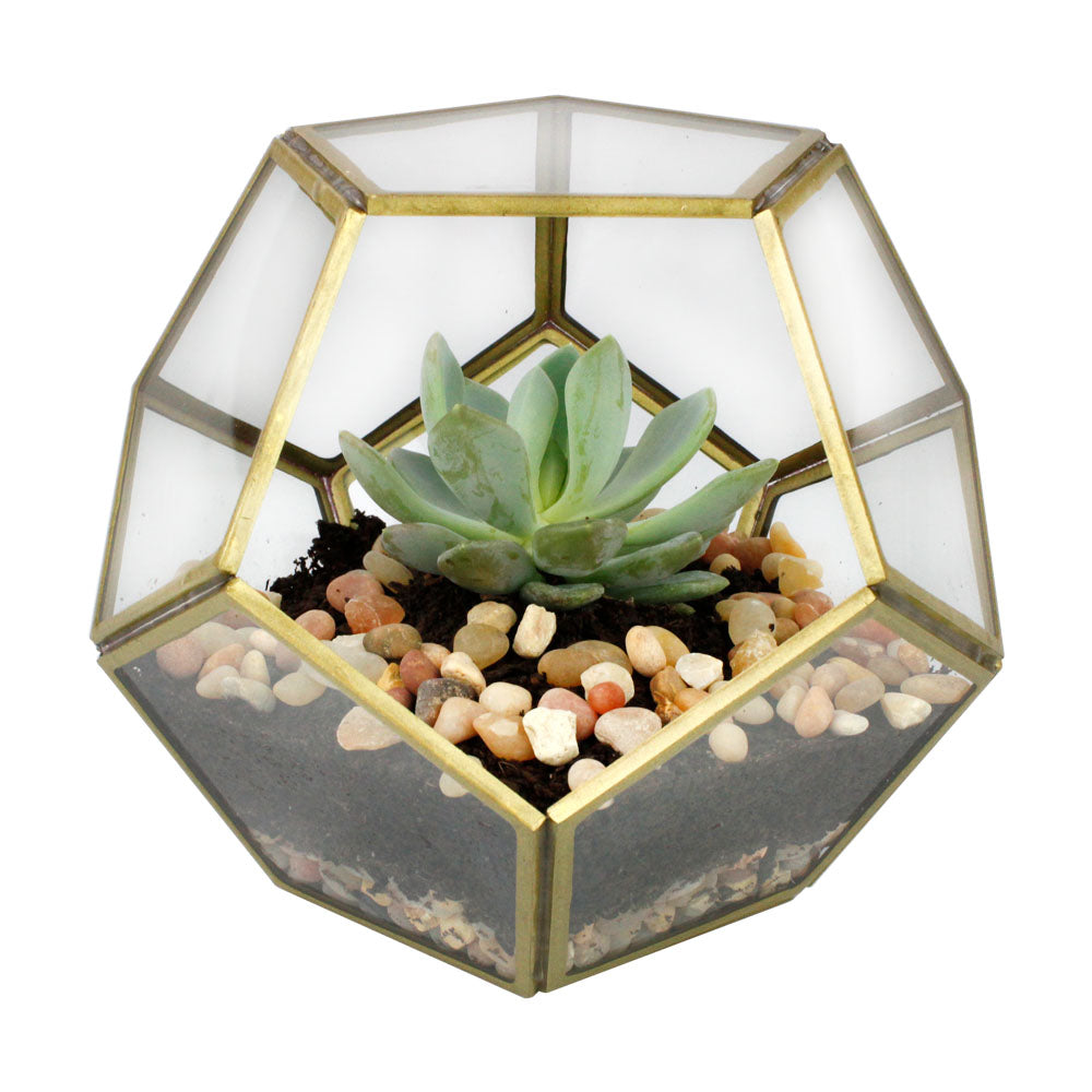 Terrarium Essentials Kit