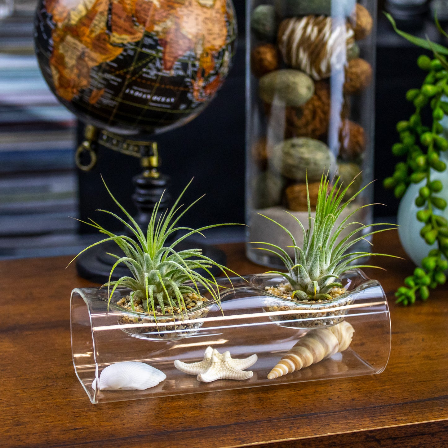 Tillandsia Air Plant Arrangement with Glass Vase and Seashells