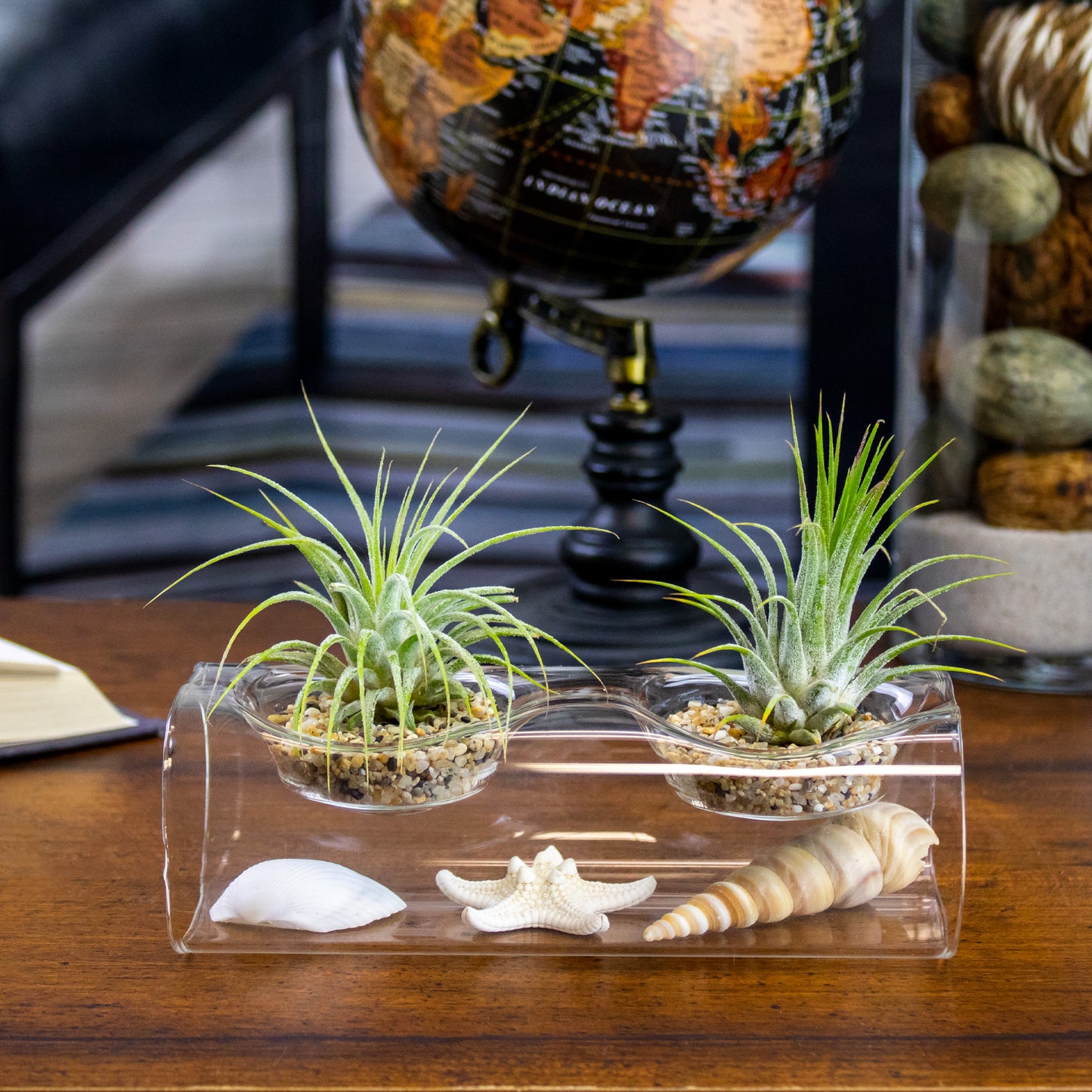 Tillandsia Air Plant Arrangement with Glass Vase and Seashells