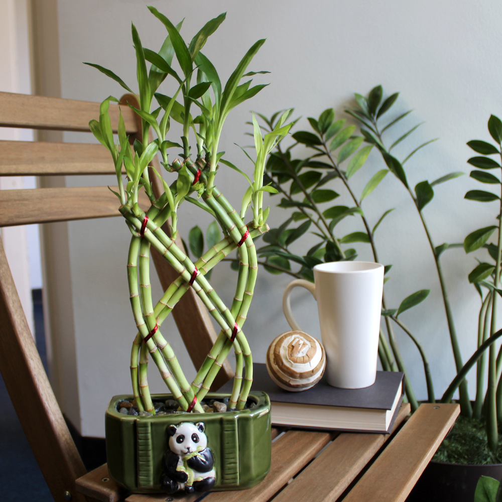 8-Stalk Trellis Lucky Bamboo Arrangement