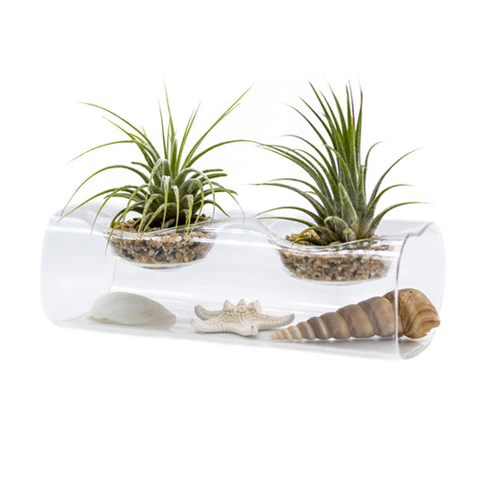 Tillandsia Air Plant Arrangement with Glass Vase and Seashells