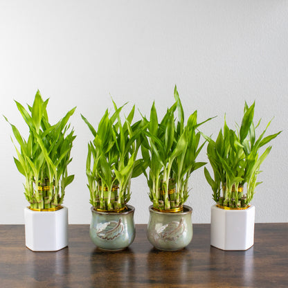 lucky bamboo kit Lucky Bamboo Complete Assortment Arrangement Collection