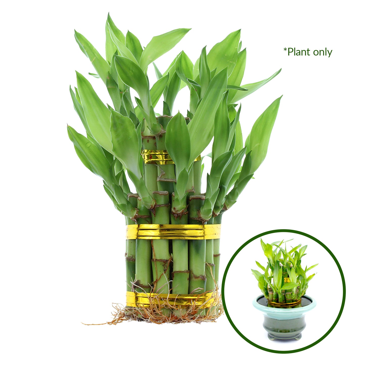 2-Tiered Tower Indoor Lucky Bamboo Plant