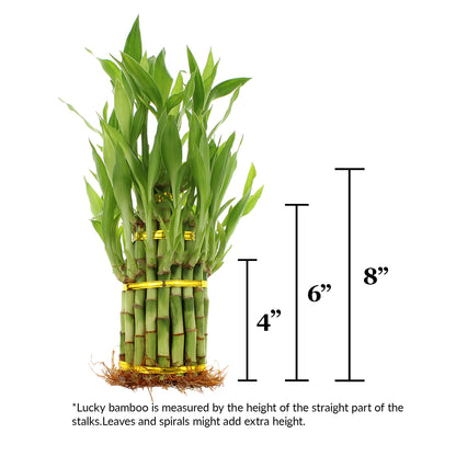 lucky bamboo max height 3 Tier Lucky Bamboo Tower Indoor Plant Arrangement, Wholesale Live Plants – NW Wholesaler