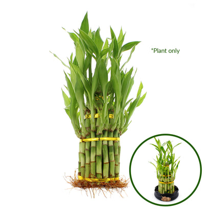 three lucky bamboo 3 Tier Lucky Bamboo Tower Indoor Plant Arrangement, Wholesale Live Plants – NW Wholesaler