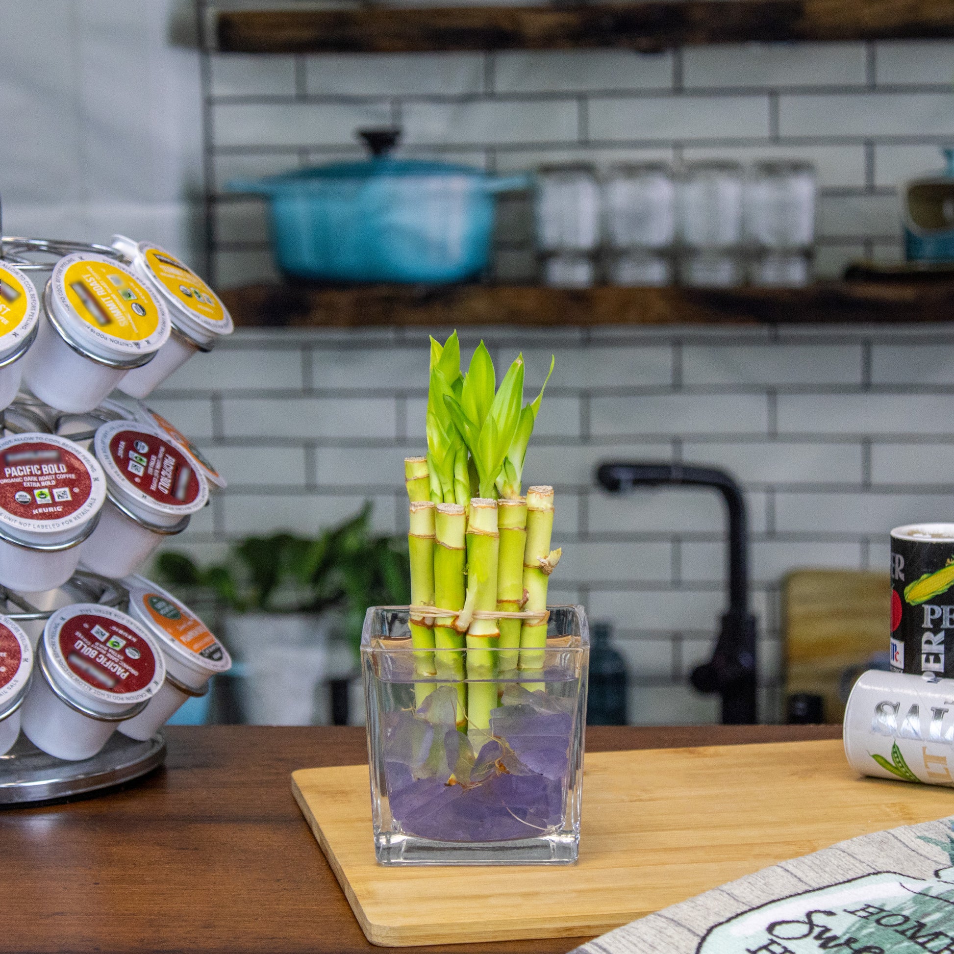 6 lucky bamboo stalks Bundle of 30 Stalks of Lucky Bamboo Plants: 10x 4-Inch, 10x 6-Inch, and 10x 8-Inch Stems – NW Wholesaler