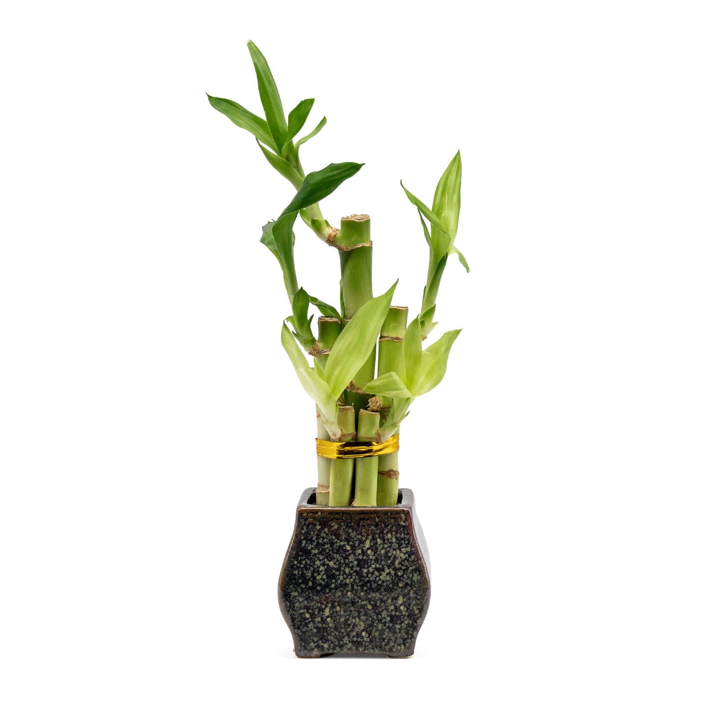 5-Stalk Lucky Bamboo Arrangement and Ceramic Square Vase