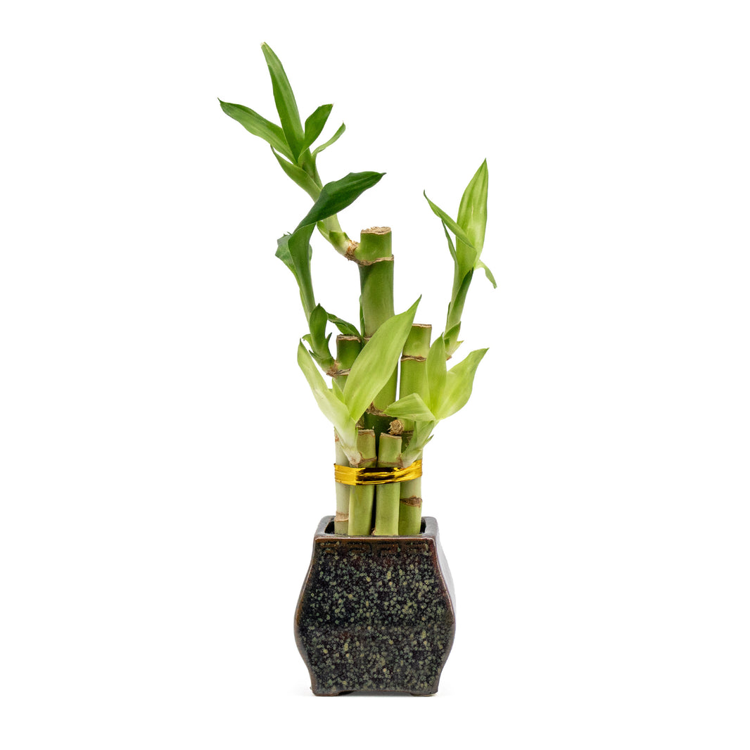 3 Stalk Lve Lucky Bamboo Arrangement N Mn Color Ceramc Vase