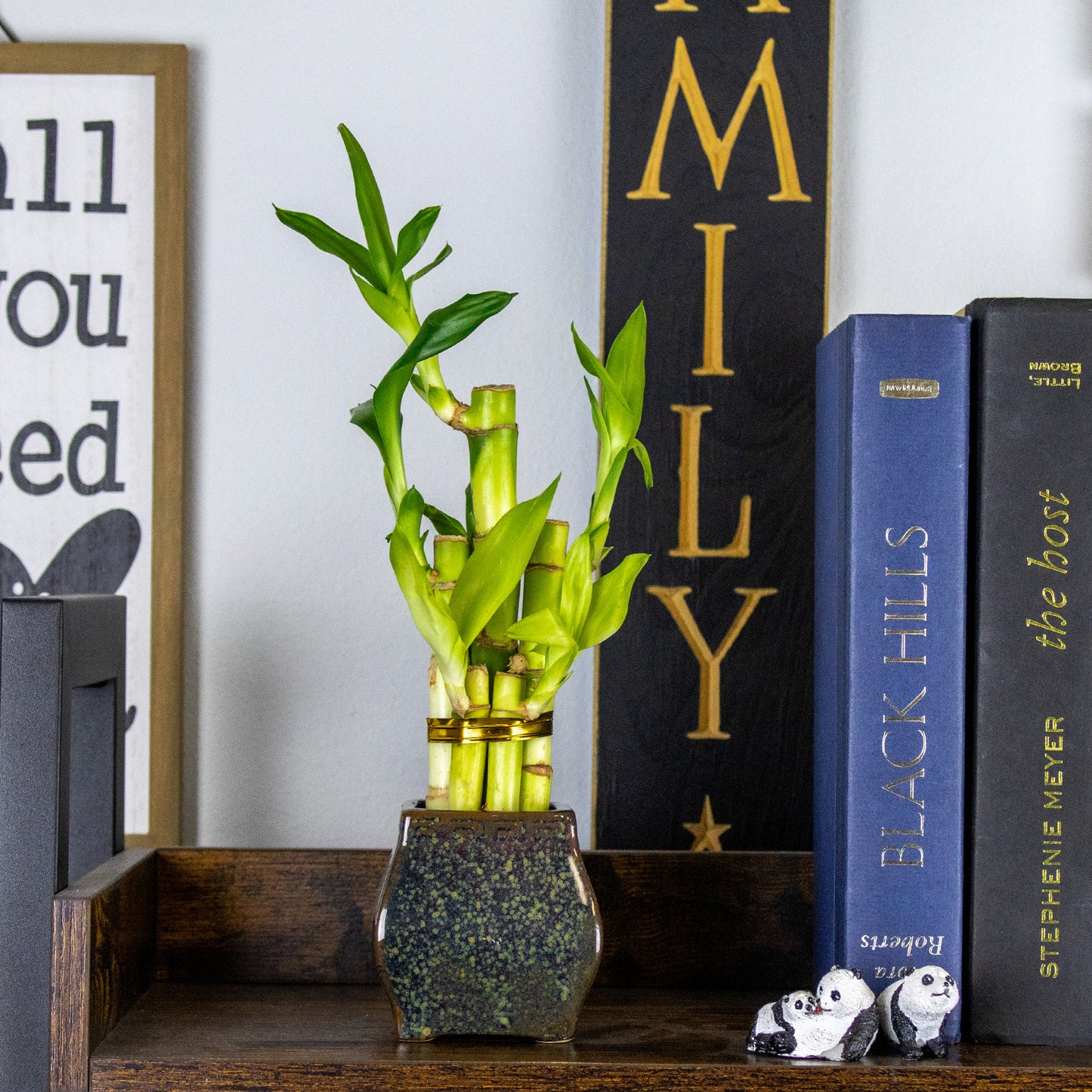 5-Stalk Lucky Bamboo Arrangement and Ceramic Square Vase