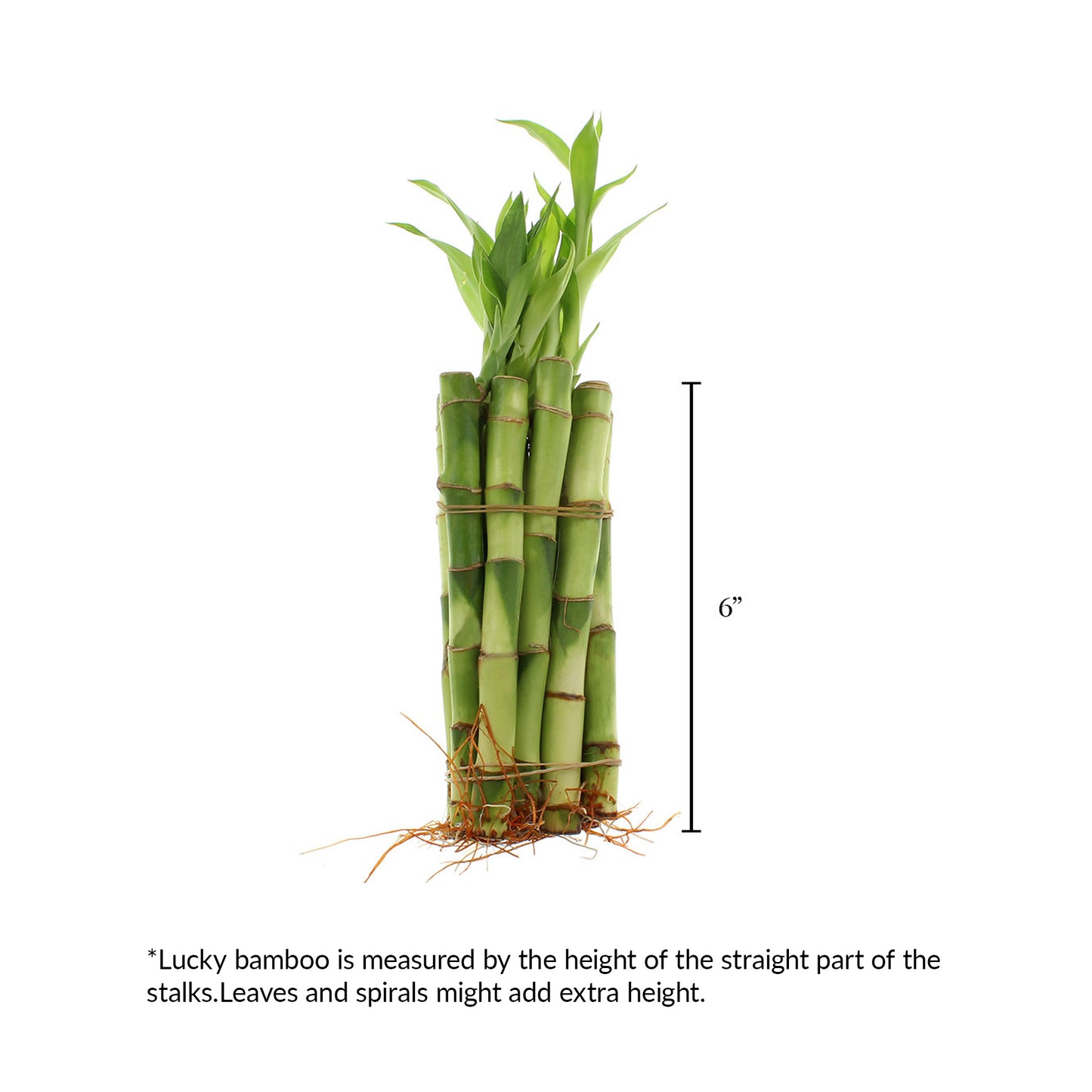6" Indoor Lucky Bamboo Plant Straight Stalks | Bundles of 10 & 100