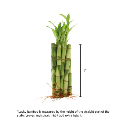 6" Indoor Lucky Bamboo Plant Straight Stalks | Bundles of 10 & 100