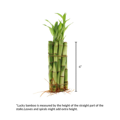 tall bamboo house plant 6" Indoor Live Lucky Bamboo Plant, Straight Stalks, Bundles of 10 & 100 – NW Wholesaler