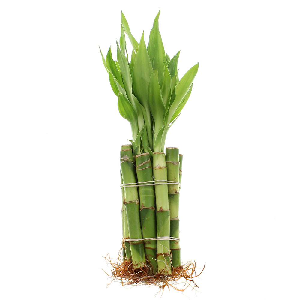 A bundle of 10 stalks of green lucky bamboo plant