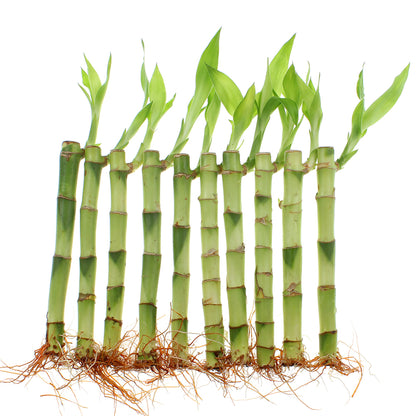 6 Indoor Live Lucky Bamboo Plant, Straight Stalks, Bundles of 10