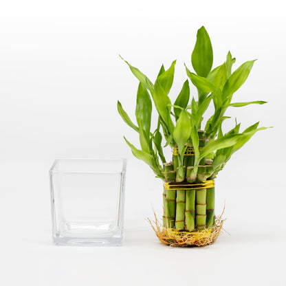lucky bamboo in clear vase 2 Tiered Tower Arrangement & Clear Glass Vase Planter - Indoor Live Lucky Bamboo