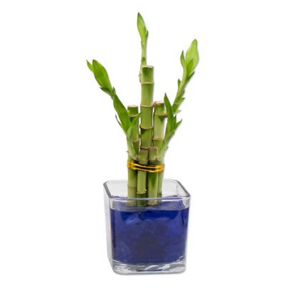 Lucky Bamboo Five Stalk Arrangement in Square Glass Vase