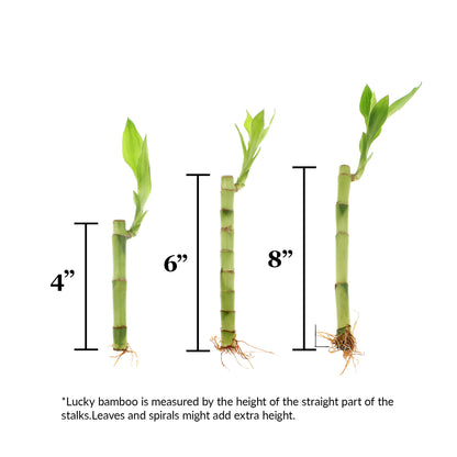 6 lucky bamboo stalks Bundle of 30 Stalks of Lucky Bamboo Plants: 10x 4-Inch, 10x 6-Inch, and 10x 8-Inch Stems – NW Wholesaler