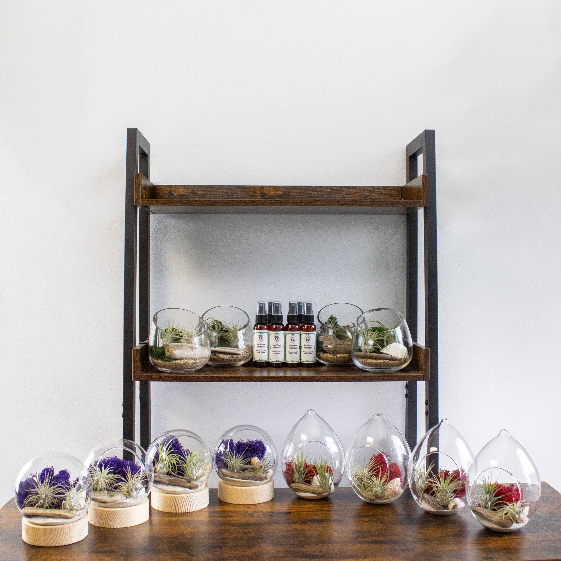 air plant kit Air Plant Terrarium Retail Kit