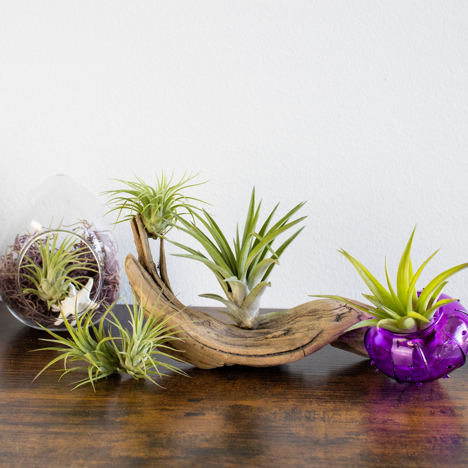 where to buy air plants Live Small Tillandsia Air Plant Wholesale Bundles | Retail Bundles, Wedding Decor