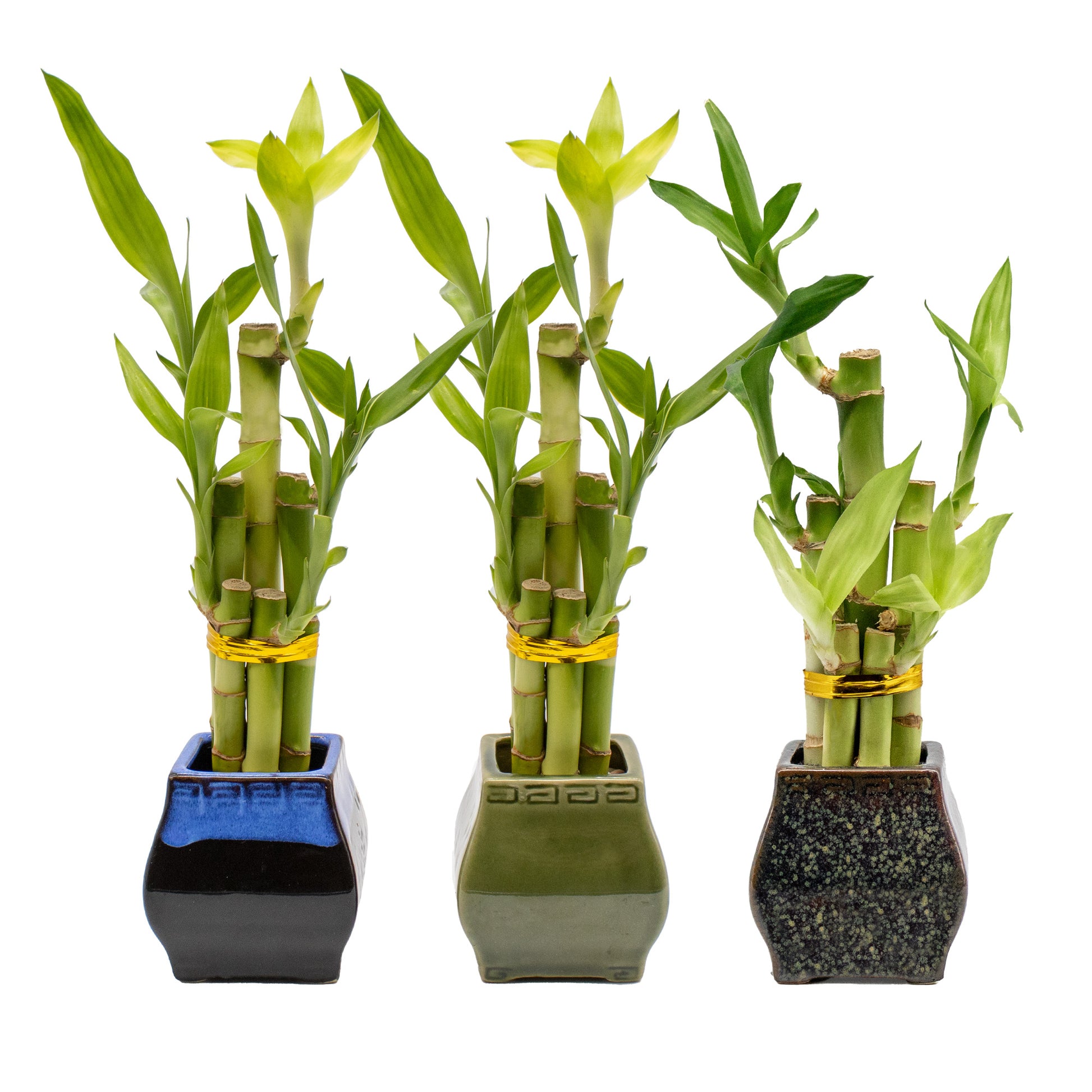 bamboo plant and pot 5-Stalk Lucky Bamboo Arrangement and Ceramic Square Pots