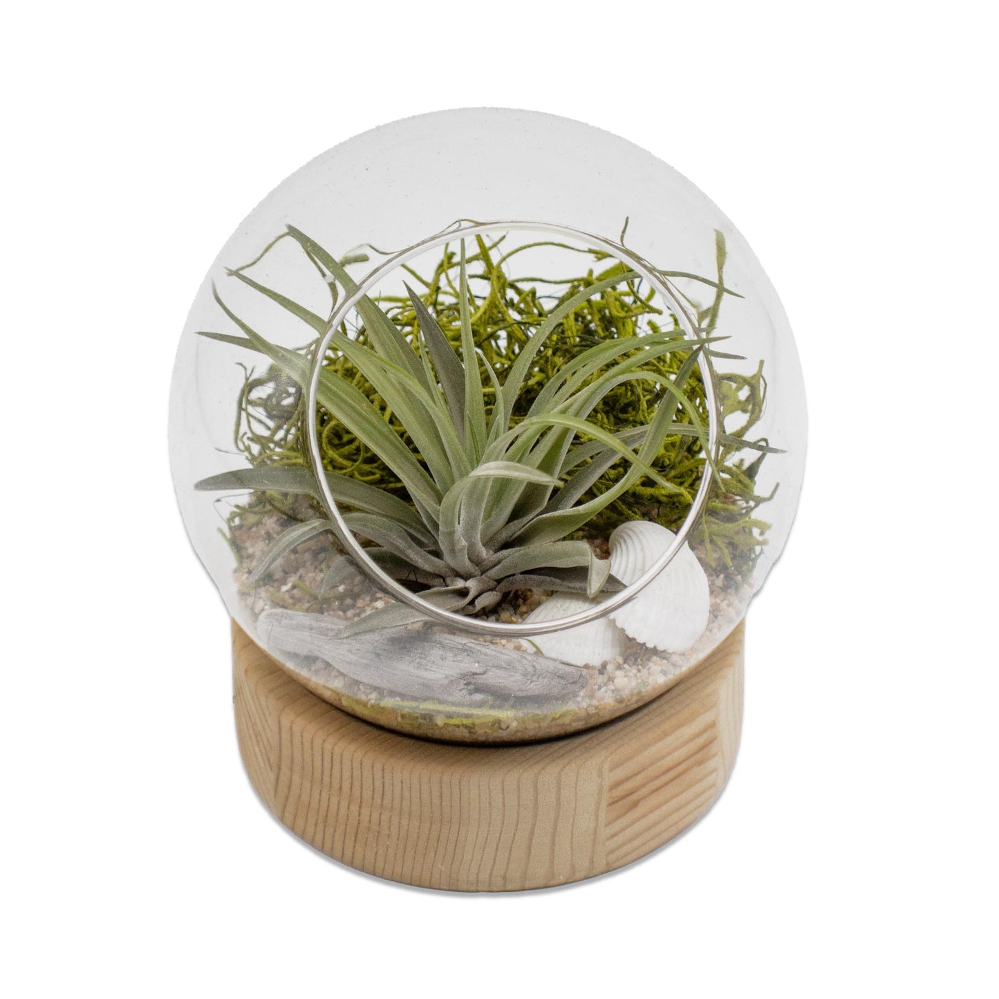 Dome Air Plant Terrarium Kits