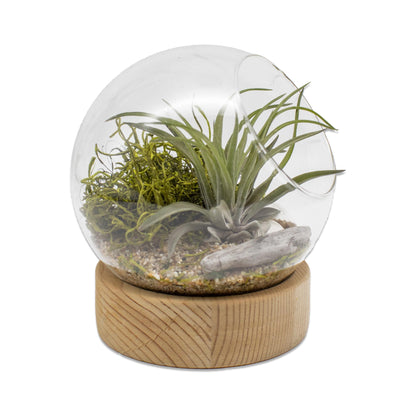 Dome Air Plant Terrarium Kits