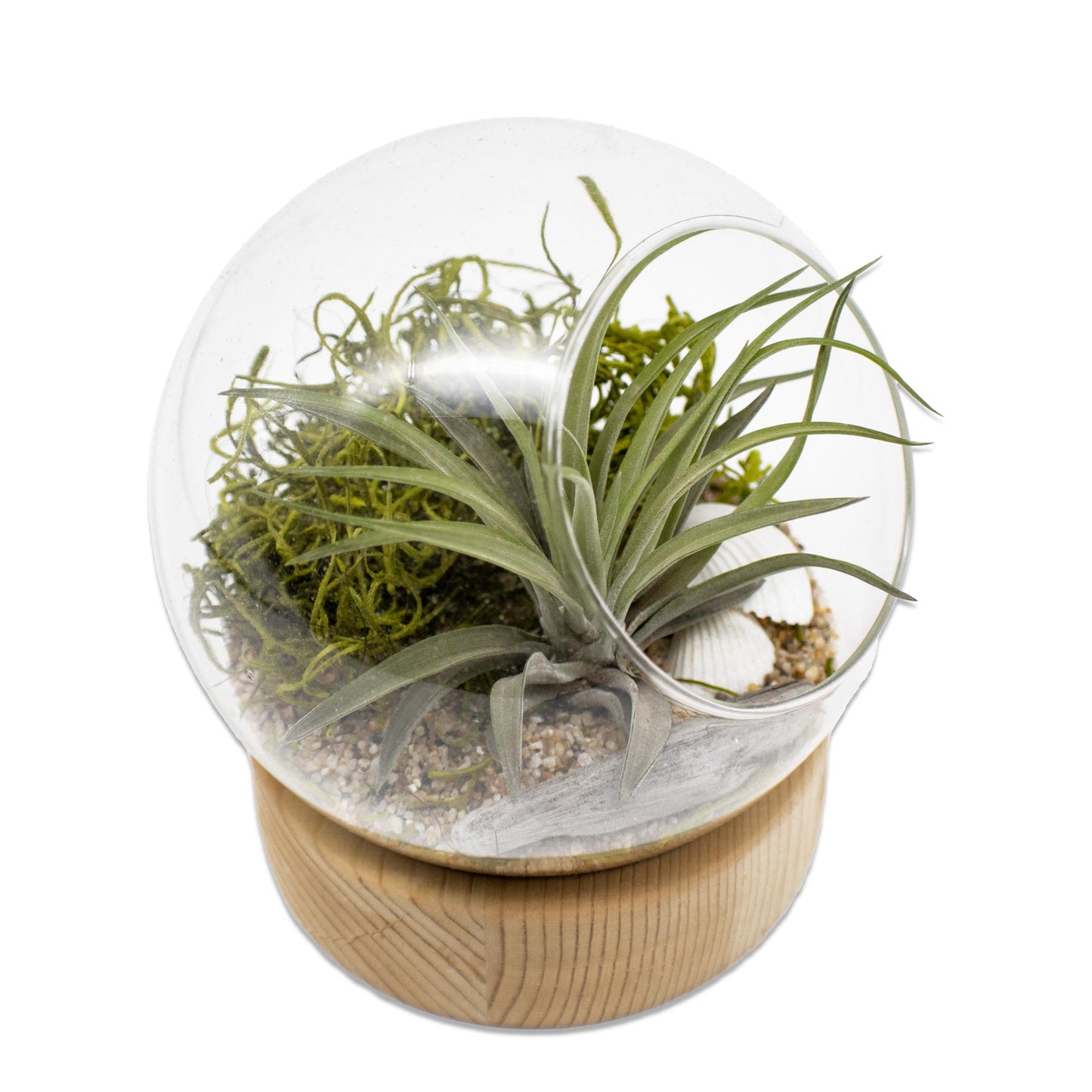 Dome Air Plant Terrarium Kits