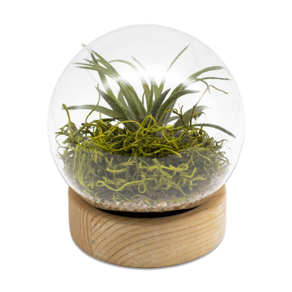 Dome Air Plant Terrarium Kits