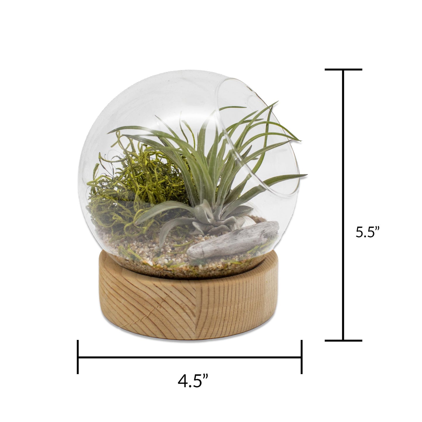 Dome Air Plant Terrarium Kits