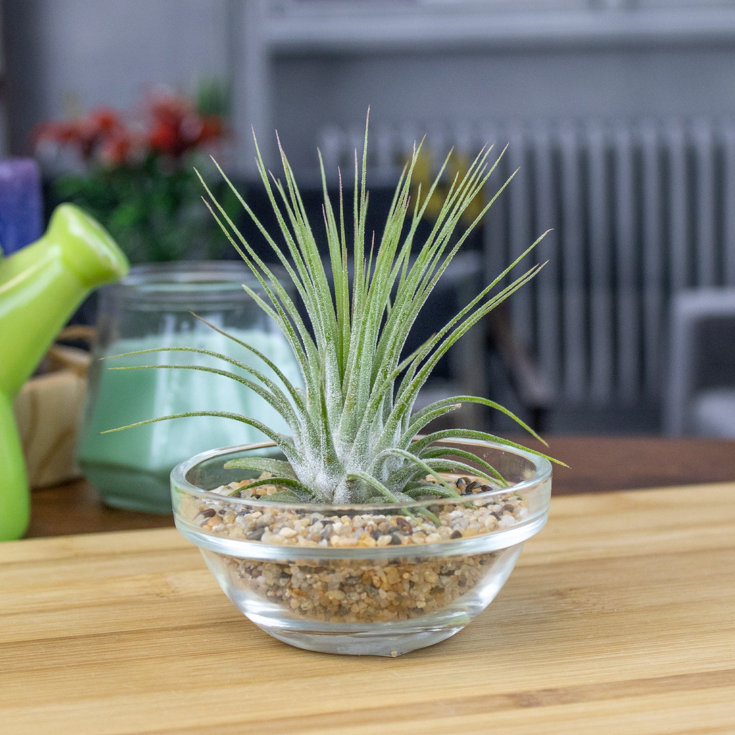 Mini Air Plant Display with Colorful Sand | Desktop Air Plant Display