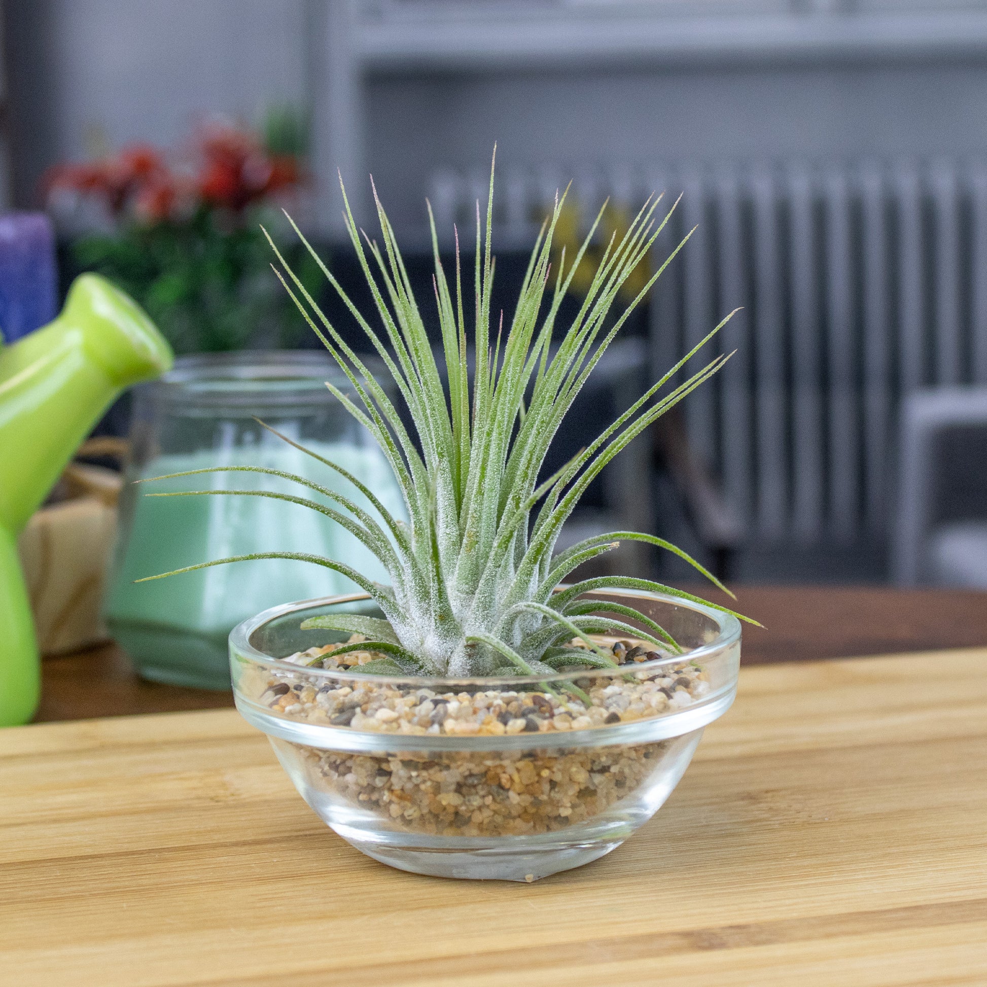 air plant sand Mini Air Plant Display with Colorful Sand