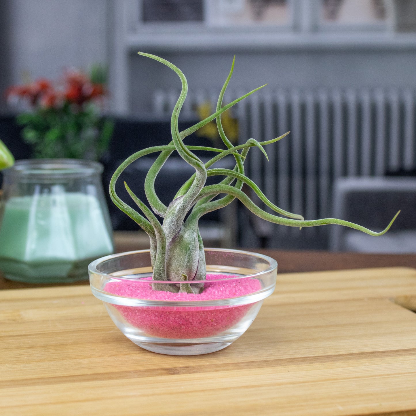 Mini Air Plant Display with Colorful Sand | Desktop Air Plant Display