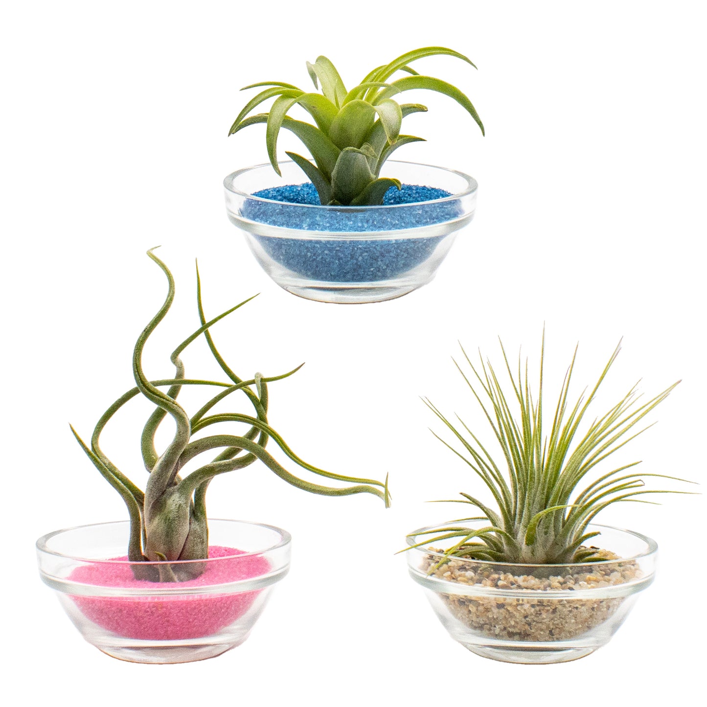 Mini Air Plant Display with Colorful Sand | Desktop Air Plant Display