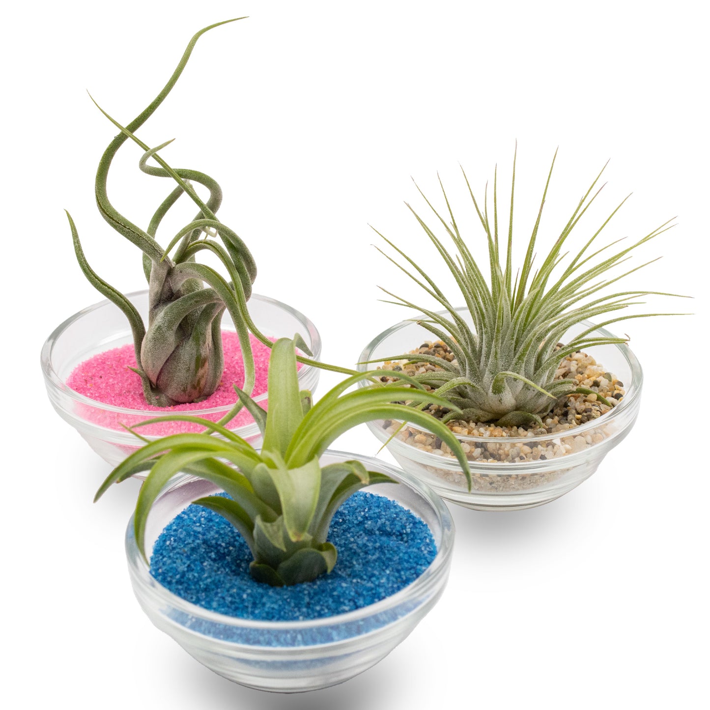 Mini Air Plant Display with Colorful Sand | Desktop Air Plant Display