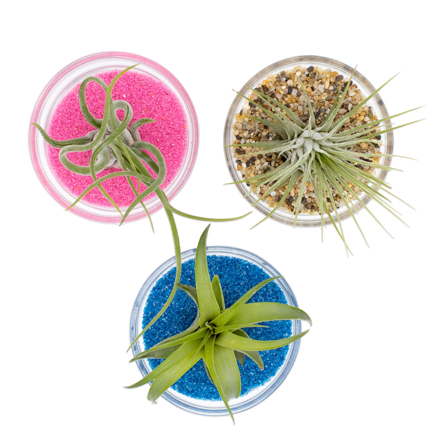 Mini Air Plant Display with Colorful Sand | Desktop Air Plant Display