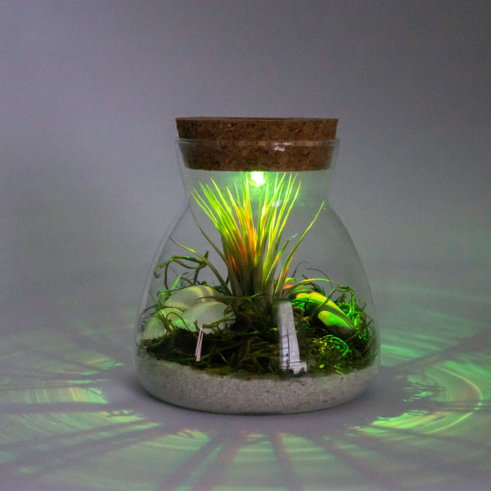 Terrarium with outlet led