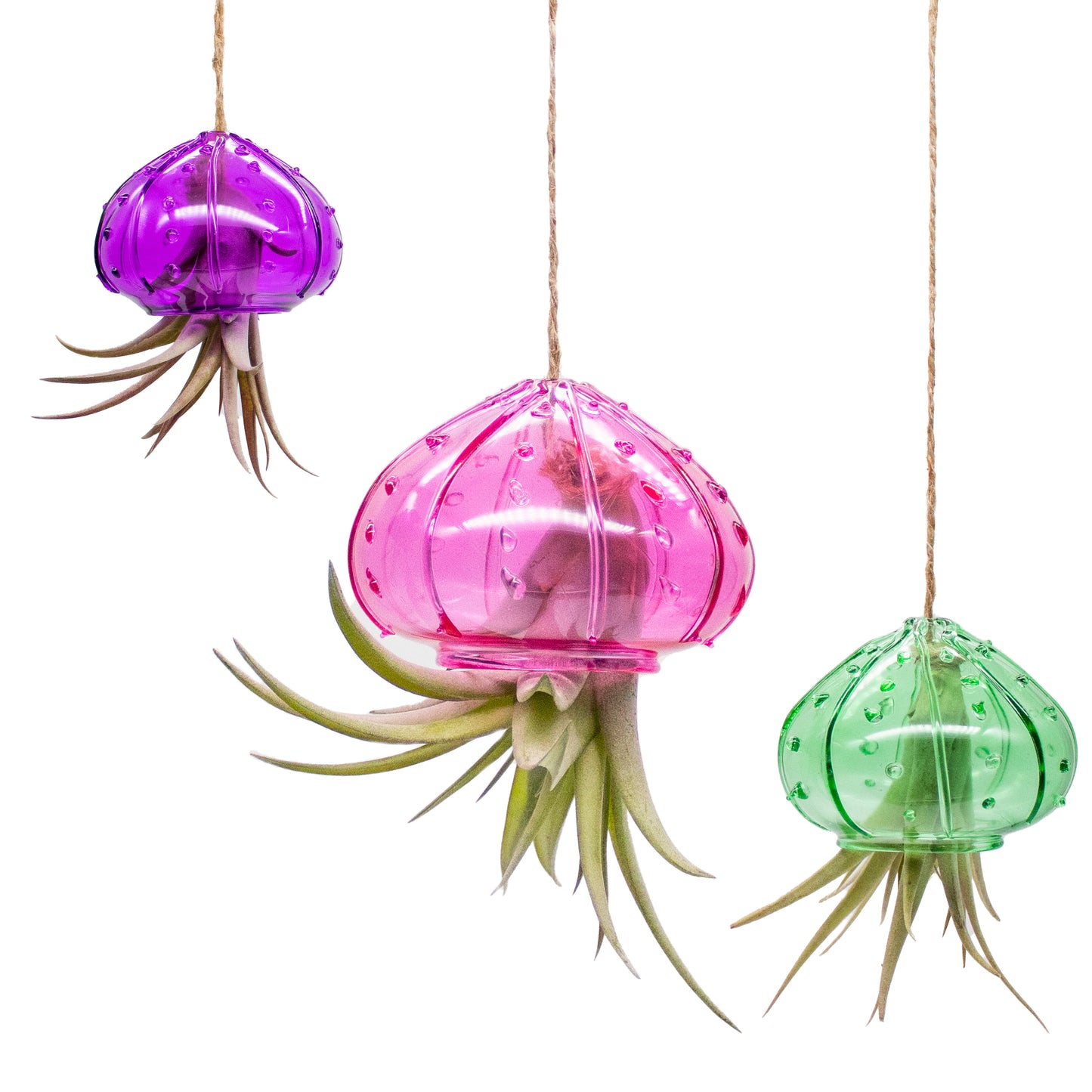 Glass Hanging Jellyfish with Tillandsia Assorted Air Plant - Set of 24