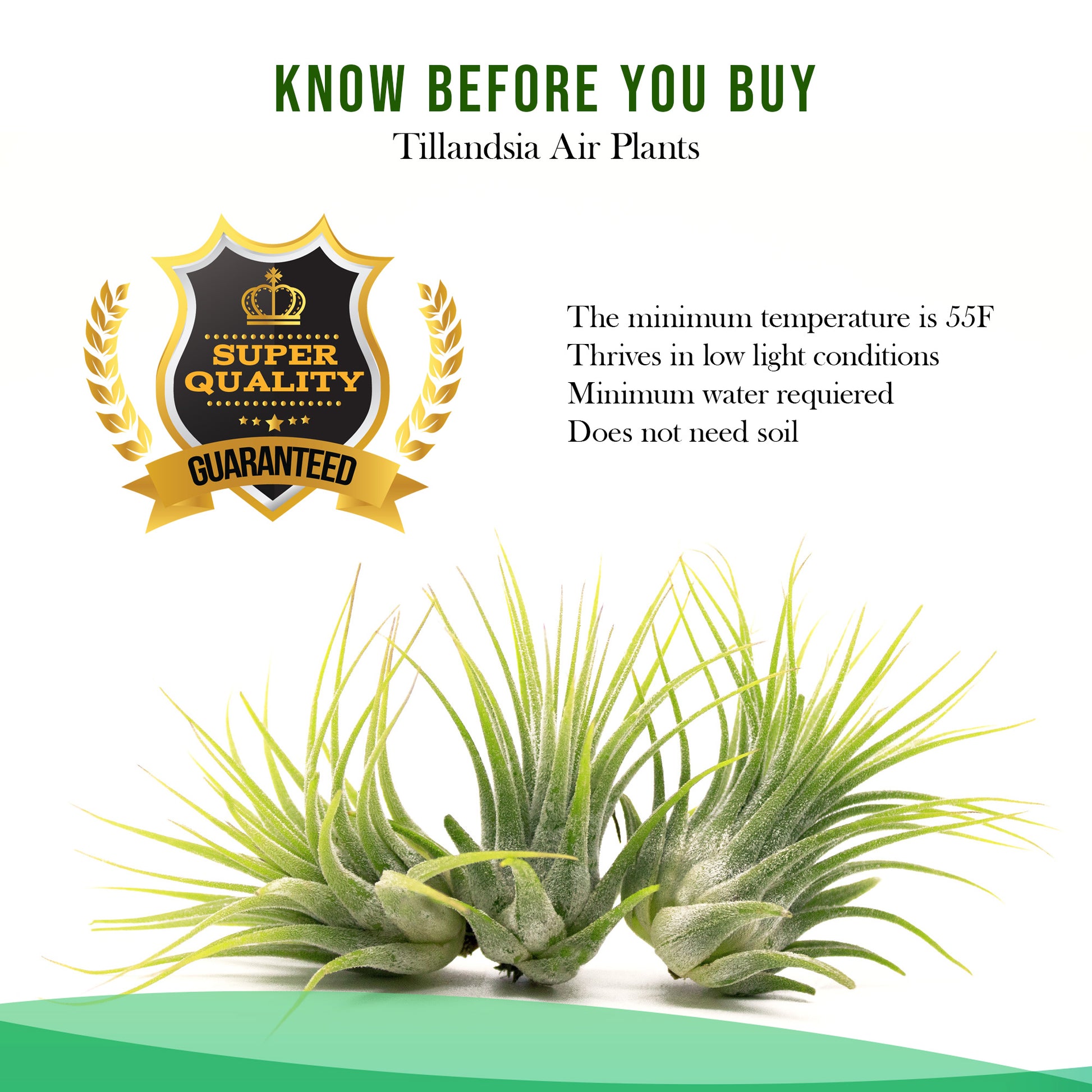 buy air plants locally Live Small Tillandsia Air Plant Wholesale Bundles | Retail Bundles, Wedding Decor