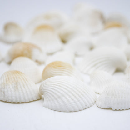 Bright White Clam Seashells 15OZ
