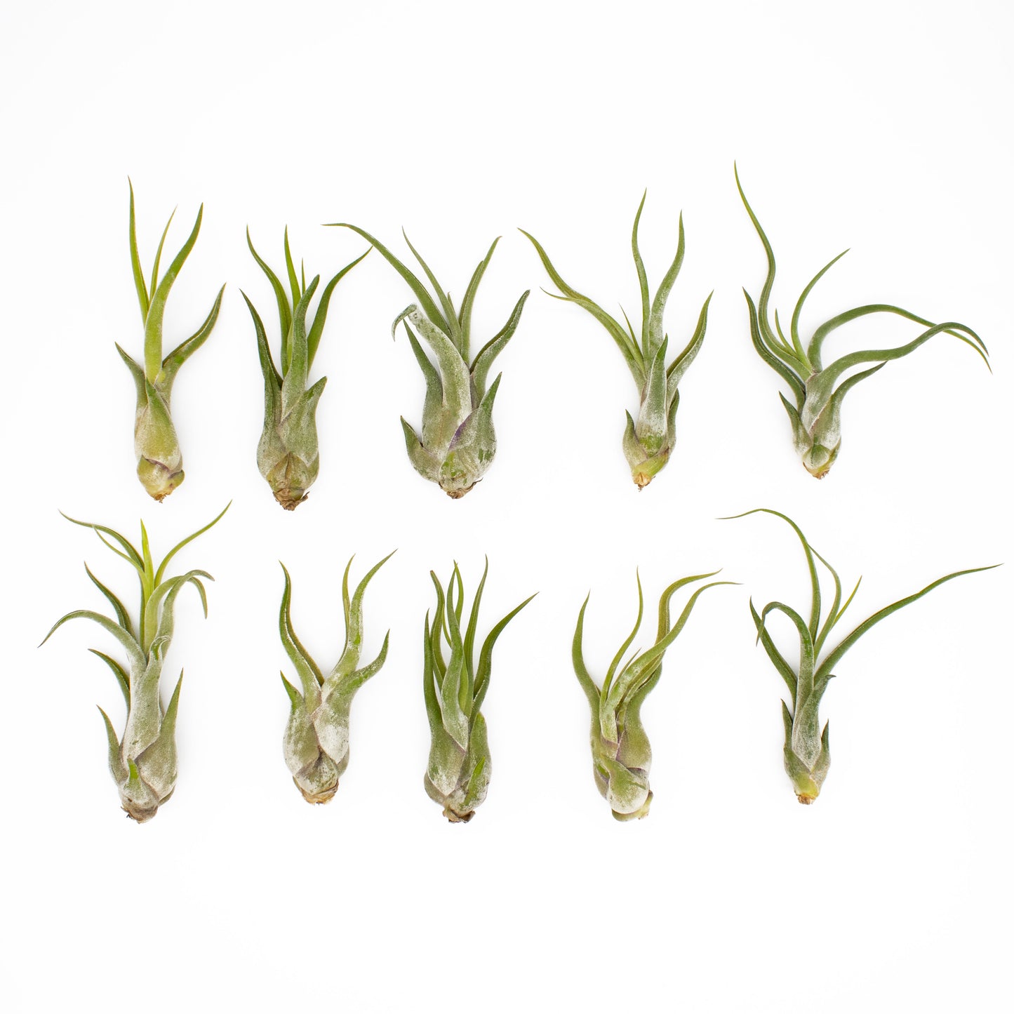 12 Pack Assorted Tillandsia Air Plants with Air Plant Fertilizer